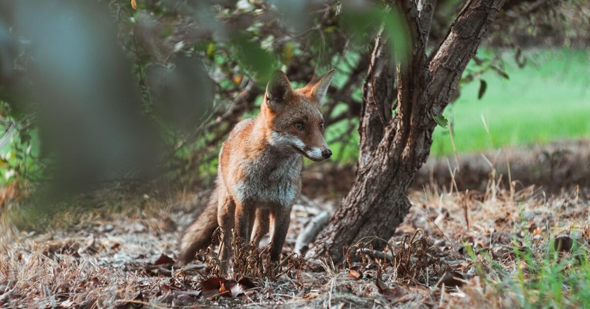 Is Hunting With Dogs Illegal In Scotland
